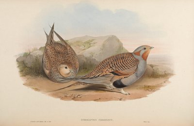 Syrrhaptes paradoxus - John Gould